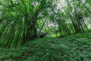 Obraz premium panoramic background of high mountain scenery, overlooking the atmosphere of the sea, trees and wind blowing in a cool blur, spontaneous beauty