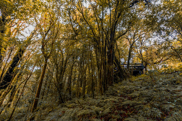 Obraz premium panoramic background of high mountain scenery, overlooking the atmosphere of the sea, trees and wind blowing in a cool blur, spontaneous beauty