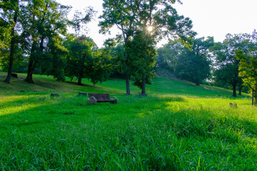 Sunlit Bench in a Lush Green Park