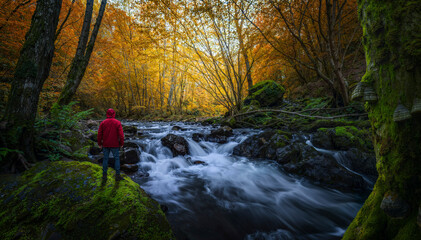 Forest in autumn with river and hiker