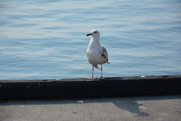 seagull on the pier. Birdwatching. A lone seagull stands on a concrete ledge by the water, gazing at the calm, blue surface of the sea. The bird appears relaxed, capturing a peaceful coastal moment