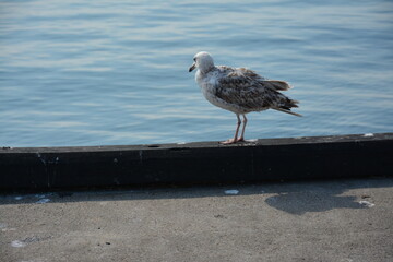 seagull on the pier. A lone seagull stands on a concrete ledge by the water, gazing at the calm, blue surface of the sea. The bird appears relaxed, capturing a peaceful coastal moment. Birdwatching