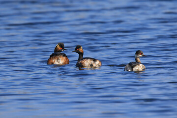 Wildlife - Birds. Black-necked grebes (Podiceps nigricollis) inhabit reed beds, marshes, lakes, ponds and coastal waters with extensive vegetation. They feed on aquatic insects and their larvae.