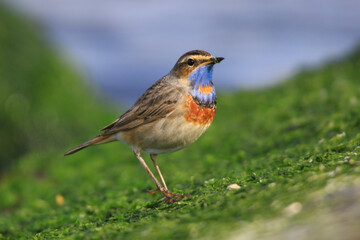 Wildlife - Birds. The Bluethroat (Luscinia svecica) is a slender, graceful, long-legged passerine bird. It feeds mainly on invertebrates and their larvae, as well as some fruits and seeds.
