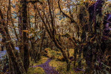 Close-up natural background of the forest atmosphere on top of Doi Inthanon in Chiang Mai, which is the highest and coldest area in Thailand. Tourists always like to come to see nature.