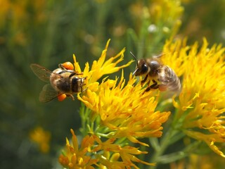 Closeup of two honey bees collecting nectar from rubber rabbitbrush flowers