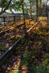 Plants at The High Line in New York City. It is an elevated railway transformed into a public park on Manhattan's West Side