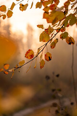 Golden leaves glistening in the soft afternoon light during autumn in a tranquil forest setting