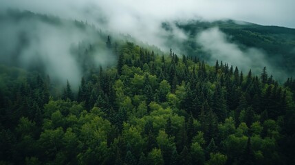 Misty forest landscape with dense green trees and fog