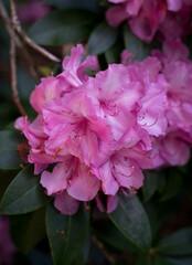 Obraz premium closeup of flora and fauna