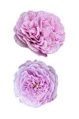 Obraz premium Floribunda bush rose. Rose 'Novalis'. Lavender or mauve coloured. isolated