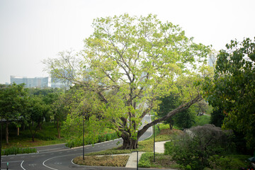 The road street walkway pathway  footpath cuts through the forest wood with tree leaf shadow from sun rays in summer sunrise background