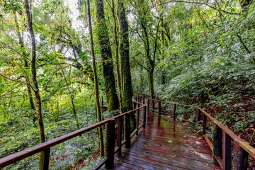 Obraz premium natural background of many species of plants that are laid out in the park, for the propagation of the species and to provide shade for those who stop by while traveling to study the ecology.