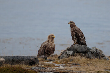 Resting eagles