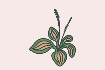 Hand drawn botanical plant outline isolated on beige background. Trendy artistic blossom plantain vector illustration. Graphic design with space for wedding invitation greeting card flyer banner event © cosveta
