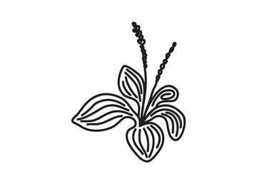 Hand drawn botanical plant, black outline isolated on white background.Trendy artistic blossom plantain vector illustration. Graphic design with space for wedding invitation greeting card flyer banner