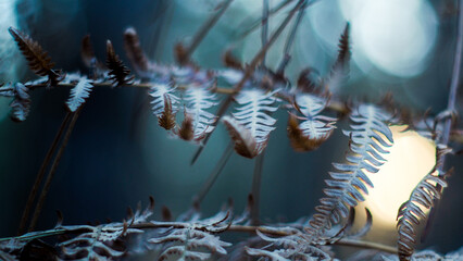 Macro de fougères mortes, dans un environnement aux couleurs froides