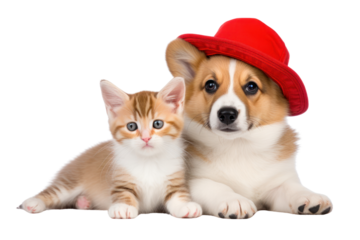 A cute corgi puppy with a red kitten sitting together, their bodies slightly leaning toward each other in a friendly pose isolated on white background