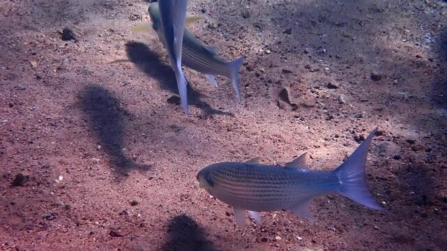 School of slowly moving fish gray mullet (Mugil cephalus), it inhabits Black, Red and Mediterranean seas, important object of commercial fisheries and farming in countries of  Mediterranean Sea