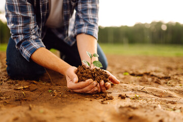 A young plant in the hands of a farmer against the background of an agricultural field. Concepts of ecology and gardening.