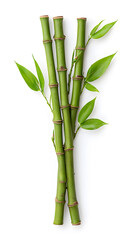 Obraz premium Bamboo green sticks with leaves isolated on transparent background