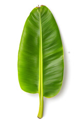 Banana leaf, isolated on white background