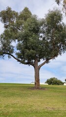 Obraz premium A tree on the green lawn and blue sky