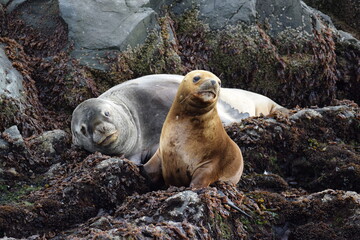 Obraz premium sea lion on rock, ushuaia, argentina