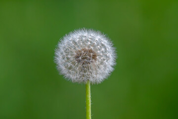 Obraz premium dandelion on green background