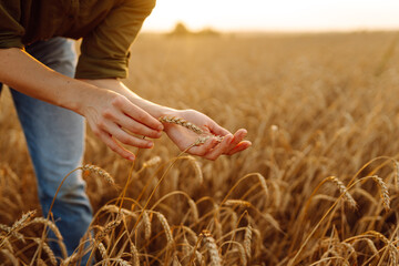 Wheat quality check. Woman Farmer with ears of wheat in a wheat field. Rich harvest.