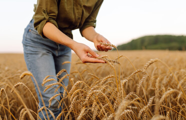 Wheat quality check. Woman Farmer with ears of wheat in a wheat field. Rich harvest.