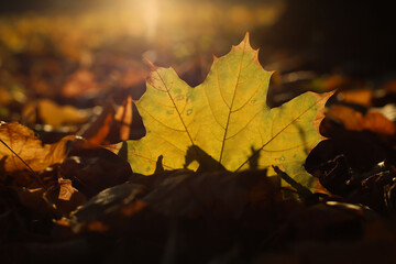 autumn. autumn maple leaves. background