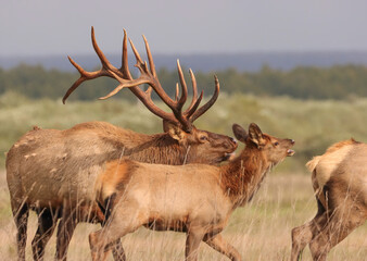 Majestic Elk Bull During Fall Autumn Rut 