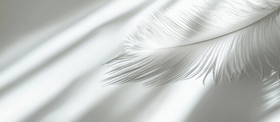 White Grey Empty Background With Light Striped Down Feather With Beautiful Shadow Soft Focus