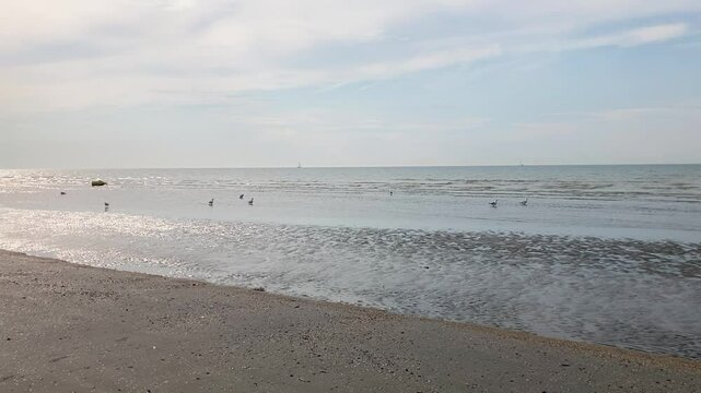 Empty beach with seagulls at the North Sea near Dunkirk