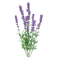 Fototapeta premium Lavender bush isolated on transparent background. Bouquet of lilac flowers Lavender bush isolated on transparent background. Bouquet of lilac flowers, phototherapy and aroiptherapy theme