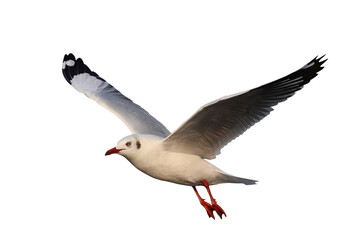 Fototapeta premium Beautiful seagull flying isolated on transparent background png file