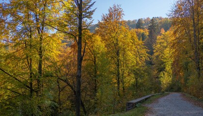 Fototapeta premium Serene autumn forest with vibrant yellow and orange foliage under a clear blue sky