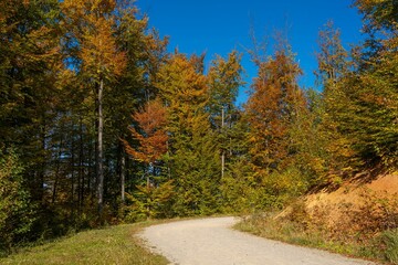 Fototapeta premium Scenic autumn forest path with vibrant foliage under a clear blue sky