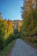 Fototapeta premium Winding forest path surrounded by vibrant autumn trees under a clear blue sky