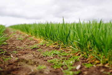 Green wheat growing in the fields. The concept of agriculture, ecology, gardening. Field of green grass.