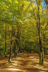 Serene forest path covered with autumn leaves, surrounded by tall trees with green foliage