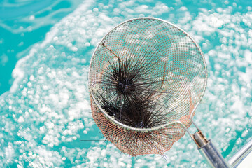 Fresh Sea Urchins Caught in a Net Over Crystal Blue Water