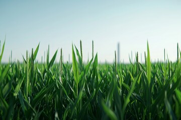 Obraz premium Green Grass Field Under Clear Blue Sky