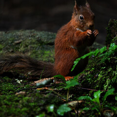 Red Squirrels, England