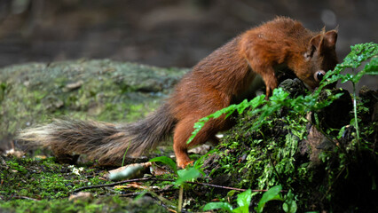 Red Squirrels, England