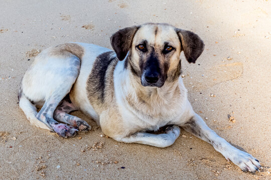 Chien errant sur plage de Trouvaux Biches, &Icirc;le Maurice 