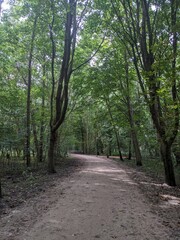 Fototapeta premium path in the woods