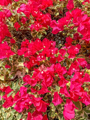 Bougainvilliers 