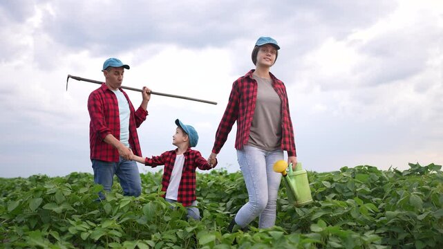 A family of three walks through a soybean field. Farmer farm agriculture concept. Family farmers working on lifestyle soybeans in the. field. Family farmers working on soybeans in a field walking.
